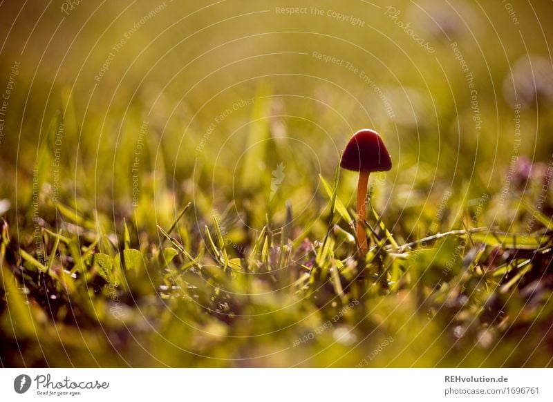 mushrooms in the evening light Environment Nature Summer Beautiful weather Grass Garden Meadow Natural Mushroom Small Dusk Colour photo Exterior shot Close-up