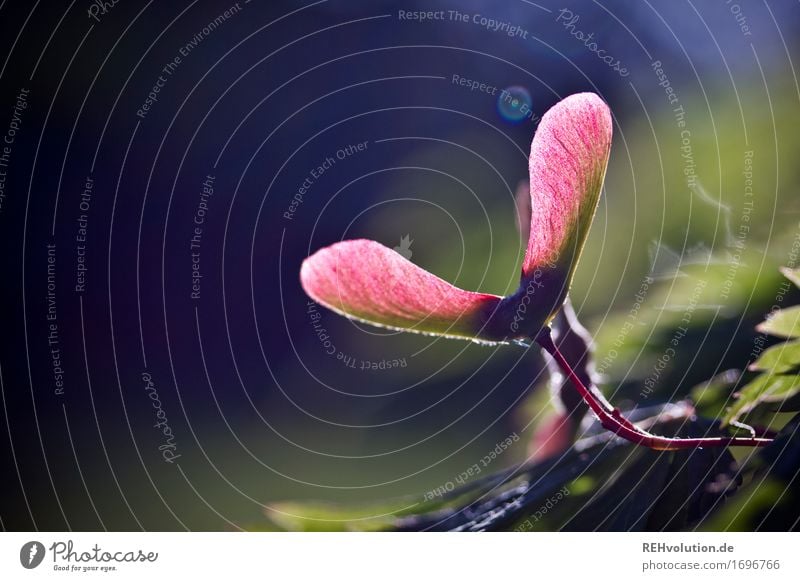 propeller Environment Nature Plant Tree Leaf Garden Park Esthetic Natural Beautiful Pink Emotions Moody Design Environmental protection Seed Maple tree