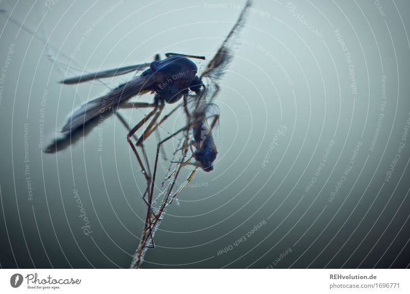 On the net 1 Animal Gray Insect Spider's web Captured Death Get caught on End Colour photo Subdued colour Exterior shot Close-up Detail Macro (Extreme close-up)