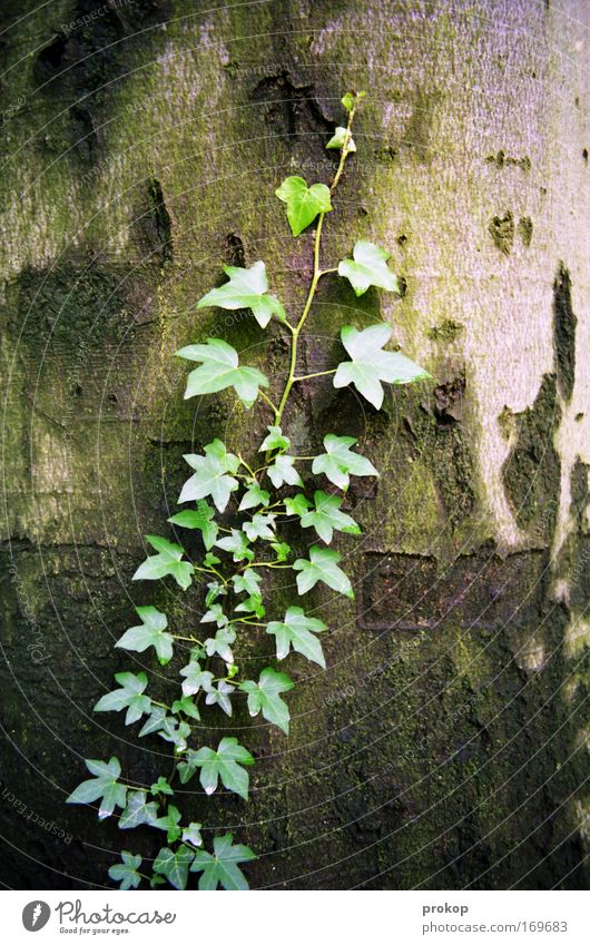 parasites Colour photo Exterior shot Deserted Day Deep depth of field Central perspective Environment Nature Plant Tree Ivy Leaf Foliage plant Wild plant Growth