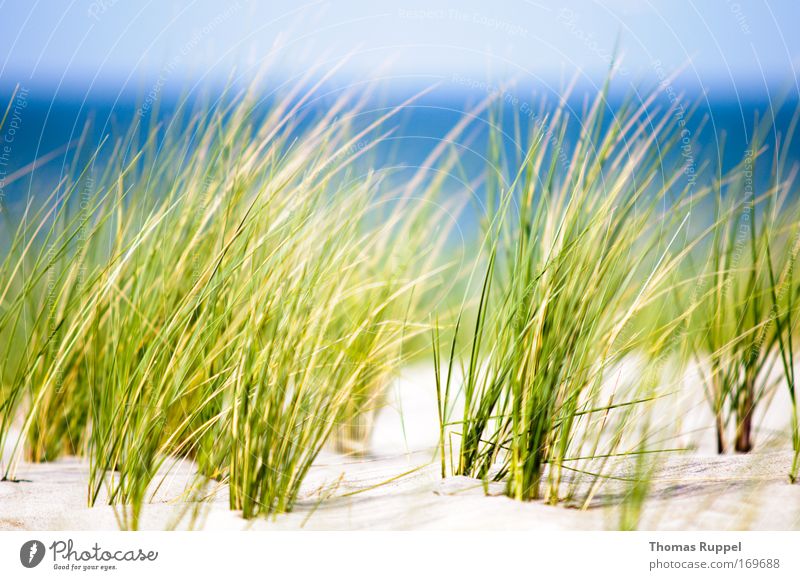 Green by the sea Environment Nature Landscape Plant Sand Water Sky Spring Beautiful weather Wind Warmth Grass Bushes Foliage plant Coast Beach Baltic Sea Ocean