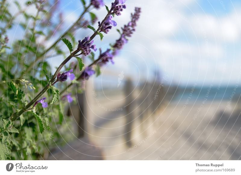 Li-La at the jetty Colour photo Exterior shot Close-up Deserted Copy Space right Copy Space bottom Day Evening Shallow depth of field Central perspective