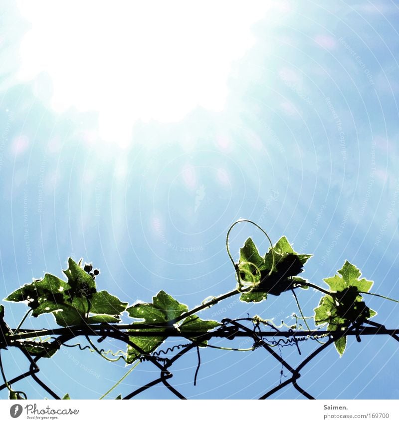 Life (PC USERTREFFEN FFM) Exterior shot Sunlight Sunbeam Nature Sky Cloudless sky Summer Beautiful weather Warmth Plant Foliage plant Hot Juicy Anticipation