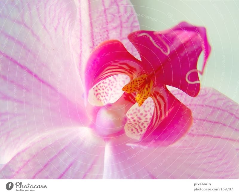 Delicate beauty Colour photo Interior shot Studio shot Close-up Detail Macro (Extreme close-up) Neutral Background Shallow depth of field Elegant