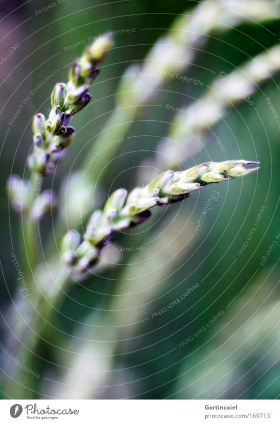 breeze Environment Nature Plant Spring Summer Flower Blossom Agricultural crop Lavender Park Fragrance Natural Beautiful Green Violet White Colour