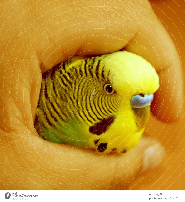 Friedolin Colour photo Multicoloured Interior shot Experimental Deserted Deep depth of field Long shot Looking Looking into the camera Forward Animal Pet