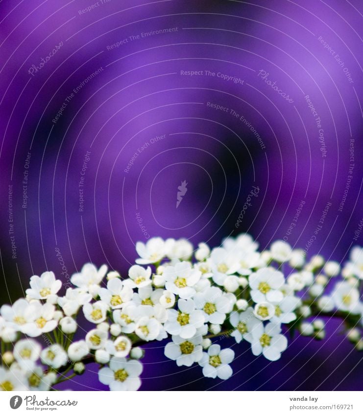 purple Colour photo Deserted Copy Space top Copy Space middle Shallow depth of field Mother's Day Environment Nature Plant Blossom Blossoming Dream Happiness