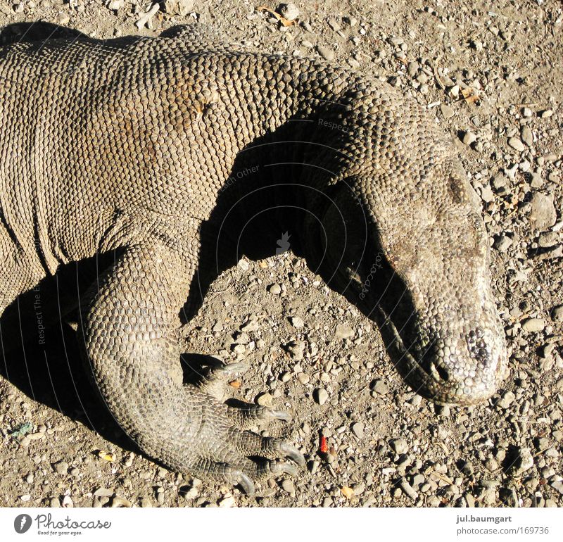 dragon Colour photo Exterior shot Close-up Deserted Day Animal portrait Hunting Vacation & Travel Expedition Nature Wild animal Animal face Claw Komodo Dragon 1