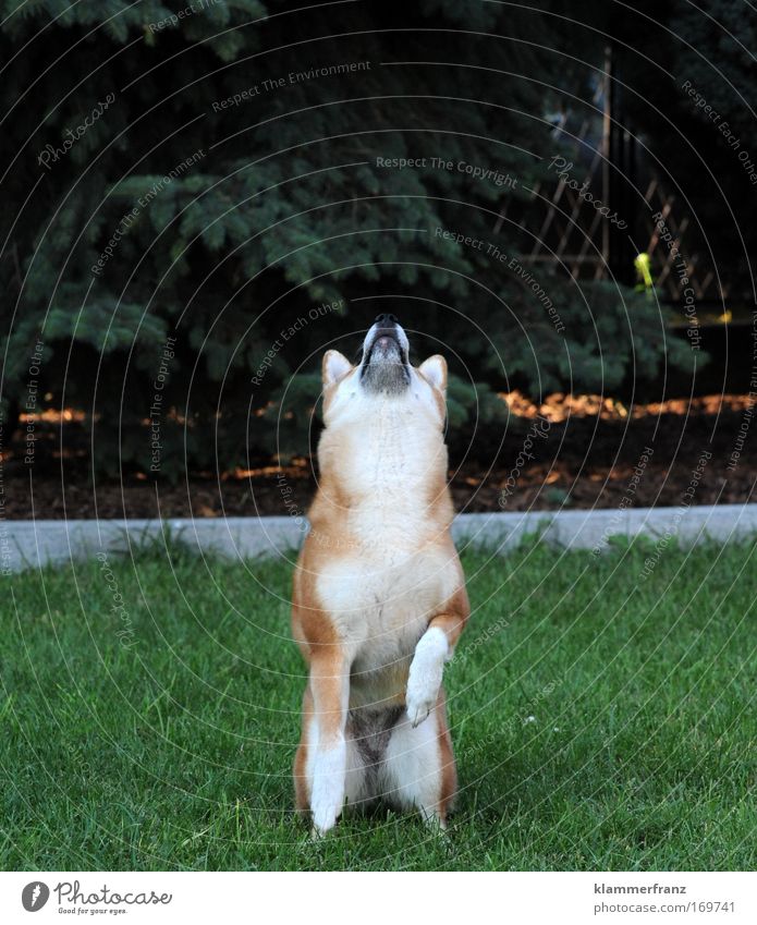 All good things come from above Colour photo Exterior shot Animal portrait Upward Joy Happy Tree Grass White-haired Pet Dog 1 Movement To fall Catch Hunting