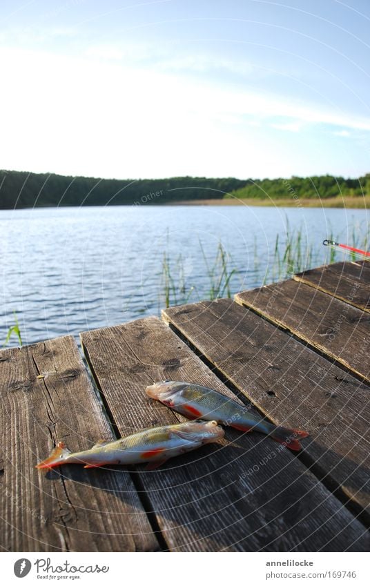 landed and ticked off Colour photo Exterior shot Copy Space top Evening Back-light Food Meat Fish Organic produce Sushi Fishing (Angle) Summer vacation