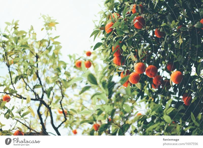 el sur Nature Delicious Orange Orange tree Orange plantation South Barcelona Spain Southern Warmth Beautiful Juicy Dark green Green Fruit Plantation Tree