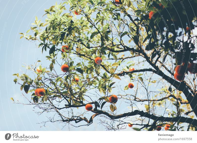 orange tree Nature Delicious Orange tree Orange plantation Green Dark green Bright green Light blue Tree Mediterranean Barcelona Spain Southern Spanish