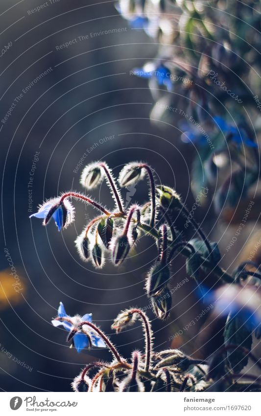 blue flower butterfly Nature Plant Beautiful Blue Tiny hair Back-light Flower Dark green Illuminate Blossoming Leaf bud Blur Diagonal Hair Light Evening sun