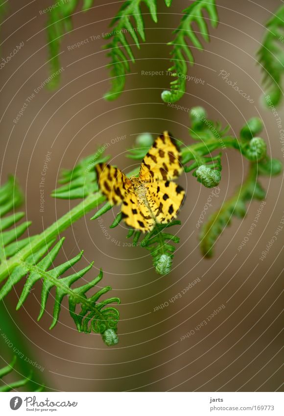 yellow Colour photo Multicoloured Exterior shot Close-up Deserted Copy Space top Copy Space bottom Day Shallow depth of field Central perspective Full-length