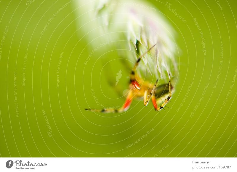 webmaster 2009 Colour photo Multicoloured Exterior shot Close-up Detail Macro (Extreme close-up) Copy Space left Copy Space right Copy Space top