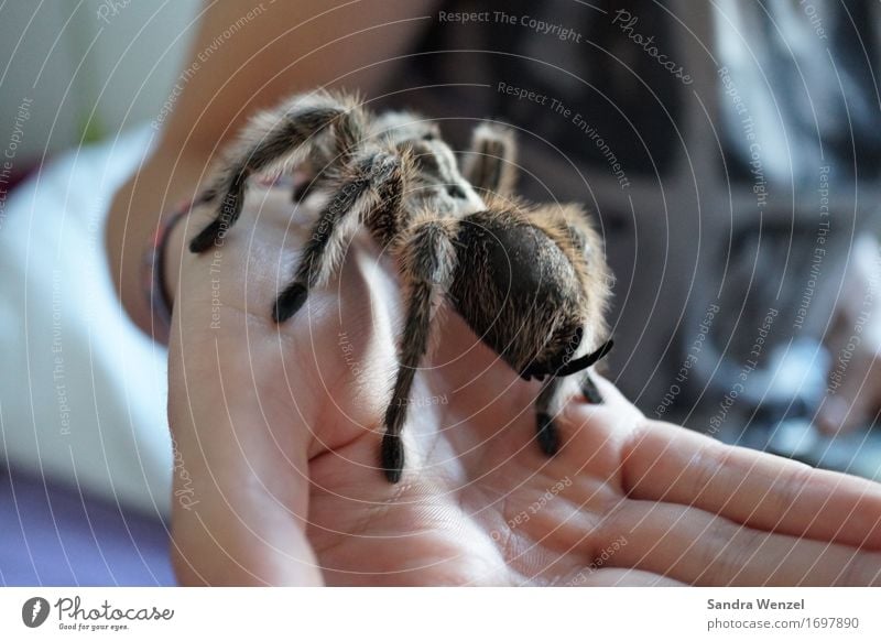 Spider 4 Stopper Short-haired Pelt Movement Discover To hold on To feed Crouch Disgust Crawl Spider legs Insect Virgin forest Australia Africa Climate change