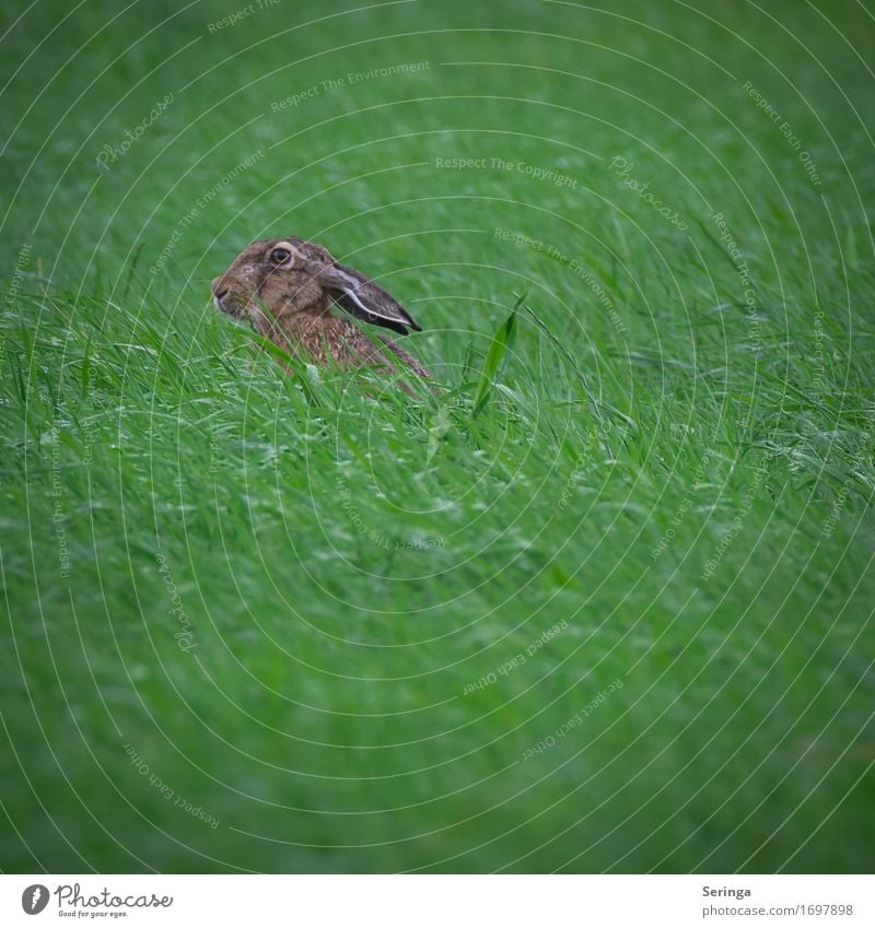 Who's that looking out of the grass Spring Summer Grass Field Animal Wild animal Animal face Pelt Petting zoo 1 Running Looking Jump Hare & Rabbit & Bunny