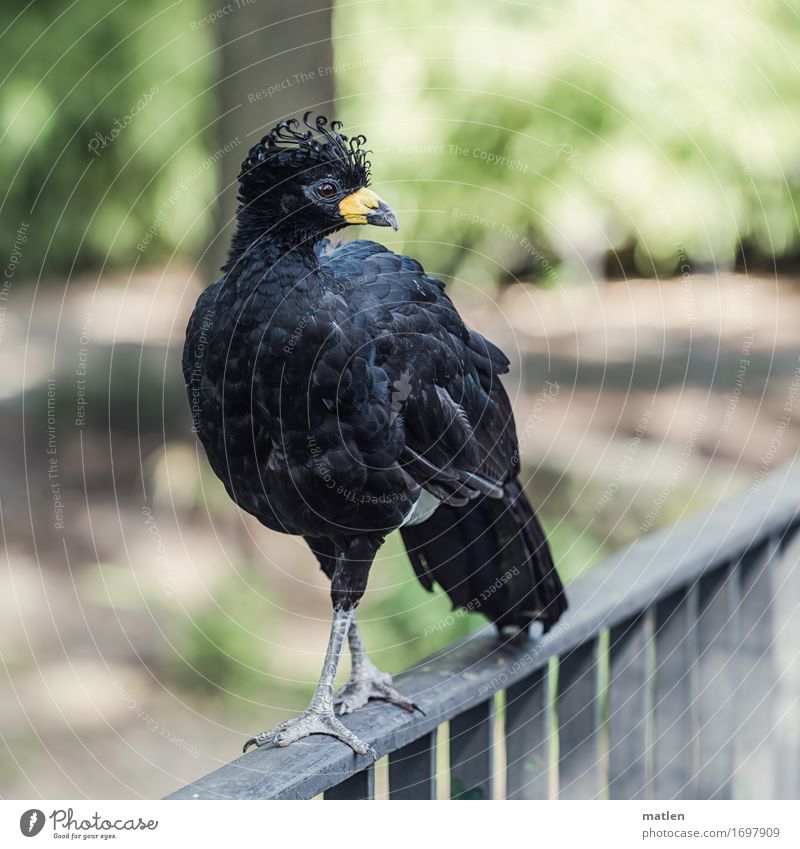 curl Animal Wild animal Bird Claw 1 Walking Yellow Gray Green Black Fence Curl Barn fowl Hokco Scrub Fowl Colour photo Subdued colour Exterior shot Close-up