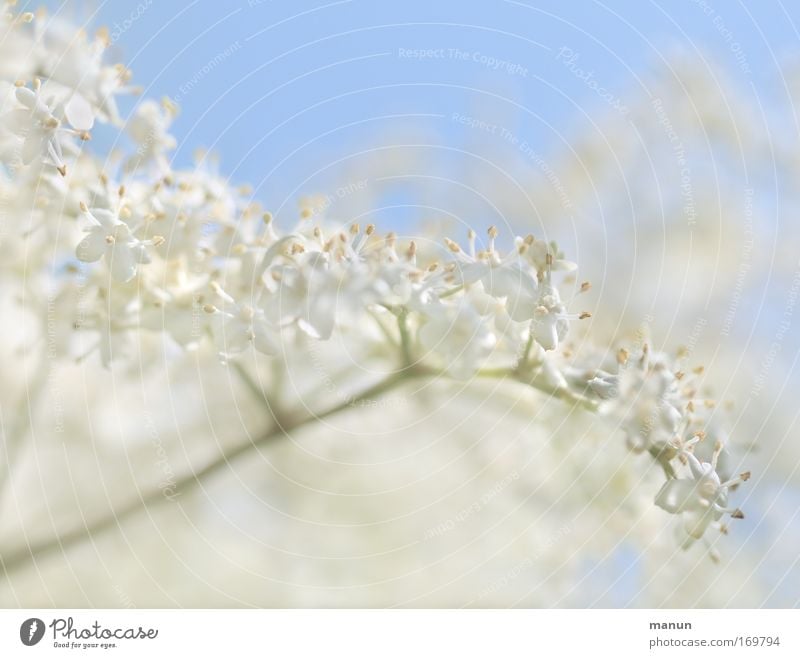 Sambucus nigra Colour photo Subdued colour Exterior shot Close-up Detail Macro (Extreme close-up) Experimental Abstract Pattern Structures and shapes Deserted