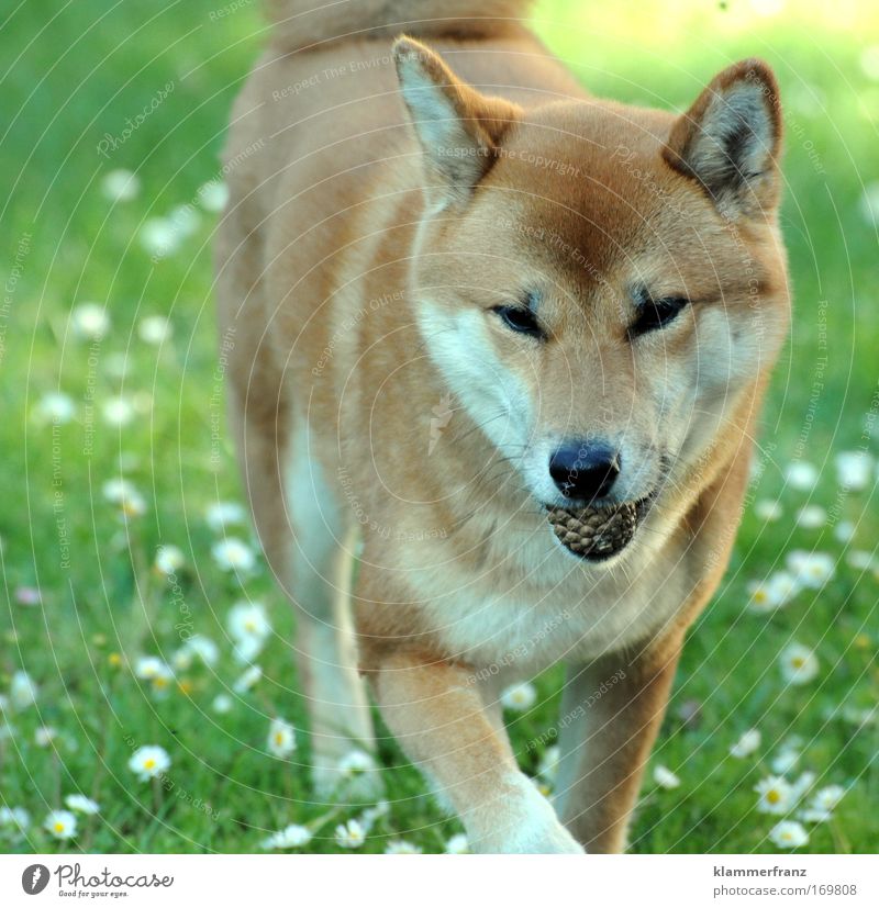 fir cone in the mouth Colour photo Exterior shot Deep depth of field Nature Grass Daisy Animal Pet Dog Going Hunting Walking Playing Free Friendliness Joy Happy