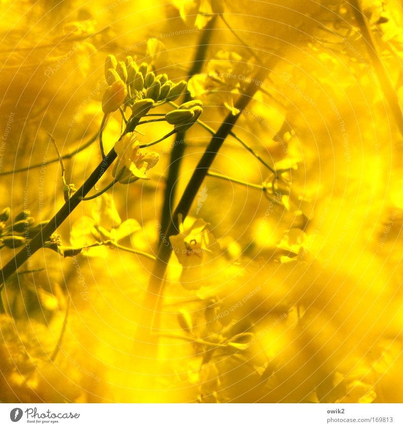 hope Colour photo Multicoloured Exterior shot Close-up Detail Deserted Copy Space right Copy Space bottom Light Shadow Contrast Sunlight Deep depth of field