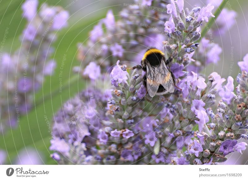 summer life Bumble bee Lavender lavender flowers lavender scent flowering lavender Idyll idyllically Summer afternoon Summer impression summer idyll July