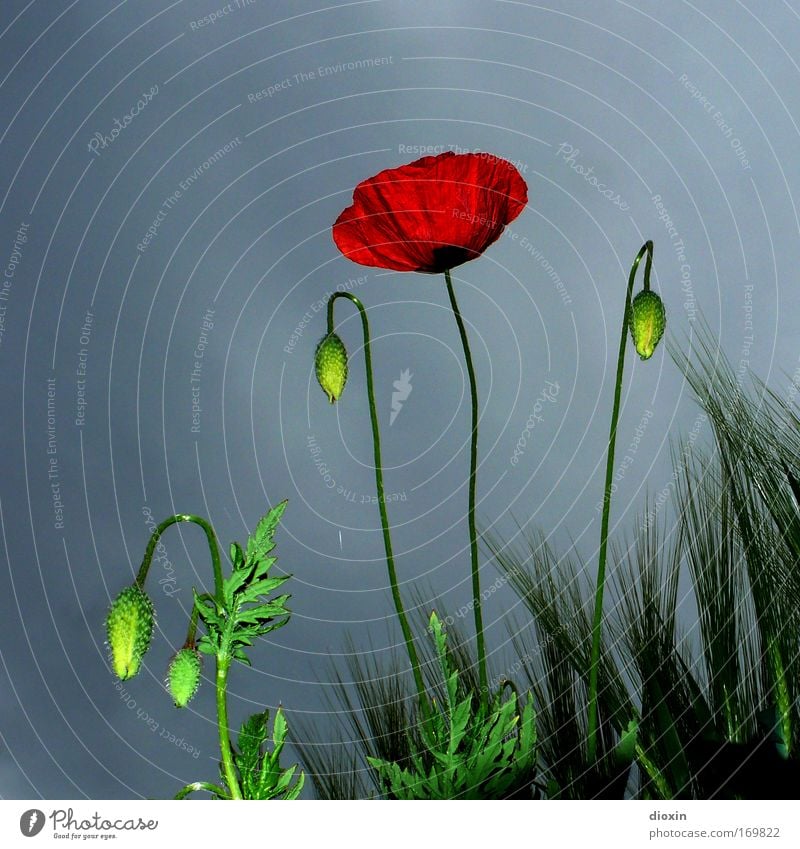 (it is time for) stormy weather Colour photo Exterior shot Deserted Copy Space left Copy Space top Flash photo Worm's-eye view Environment Nature Plant Clouds