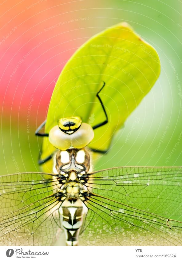 Up and away Colour photo Multicoloured Exterior shot Detail Macro (Extreme close-up) Pattern Structures and shapes Copy Space top Day Shadow Contrast Silhouette