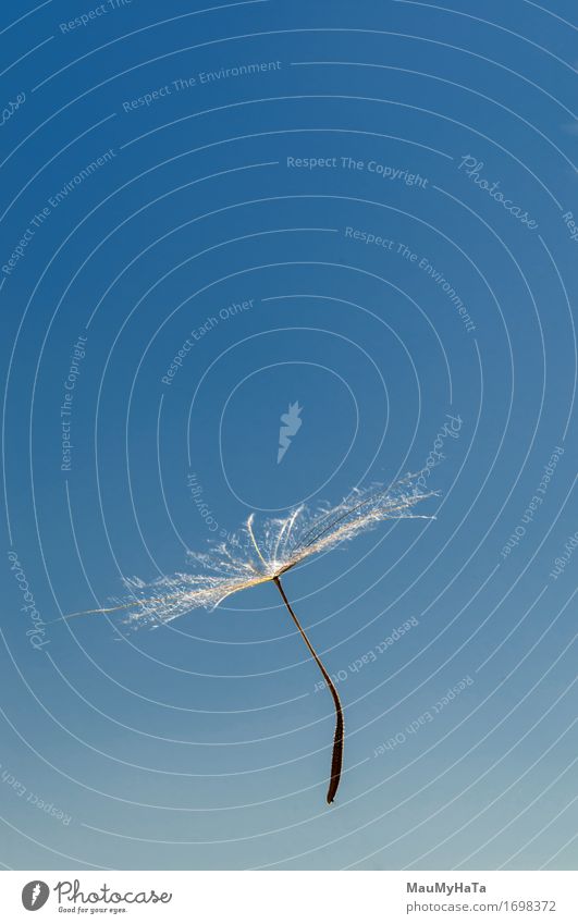 Air dandelion Design Life Summer Art Nature Plant Sky Wind Blossom Flying Growth Fresh Green Colour Peace Transience Dandelion air seeds graphic posterity light