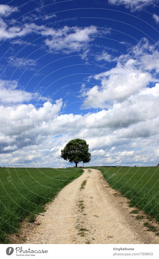 lonely tree Colour photo Exterior shot Deserted Day Sunlight Deep depth of field Central perspective Trip Freedom Summer Summer vacation Landscape Animal Air