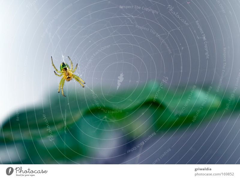 arachnids Colour photo Exterior shot Close-up Deserted Morning Day Shallow depth of field Central perspective Plant Summer Foliage plant Animal Wild animal