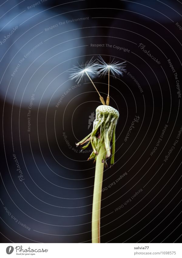 Ready for departure Nature Plant Spring Summer Blossom Seed Dandelion Thin Above Blue Gray Green Black Beginning Belief Religion and faith Equal Uniqueness Ease