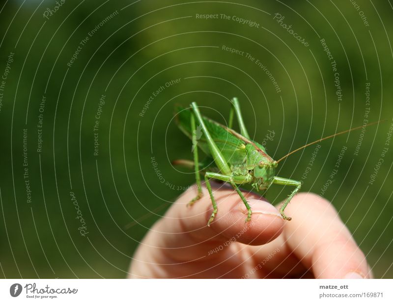 &lt;font color="#ffff00"&gt;-=don´t=- sync:ßÇÈâÈâ Colour photo Close-up Deserted Neutral Background Day Deep depth of field Worm's-eye view Forward Animal