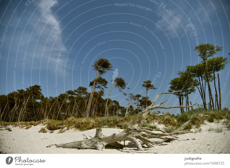 western beach Environment Nature Landscape Plant Sky Cloudless sky Climate Beautiful weather Tree Forest Coast Beach Baltic Sea Western Beach Darss