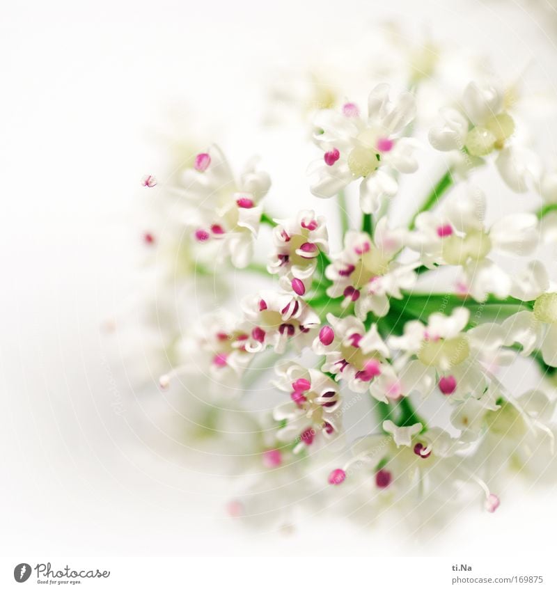 a dash of pink Nature Plant Spring Summer Blossom Wild plant Umbellifer Aegopodium podagria angelica Meadow Field Blossoming Faded Growth Fragrance Green Pink