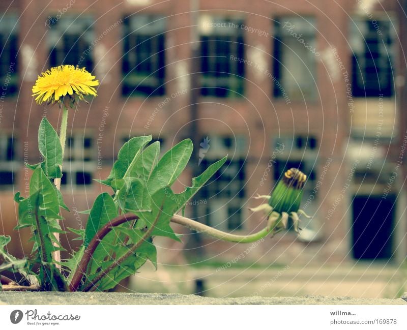 Blooming dandelion in front of derelict factory Dandelion Factory Derelict Economy Construction site Unemployment Industry Flower Wild plant Chemnitz