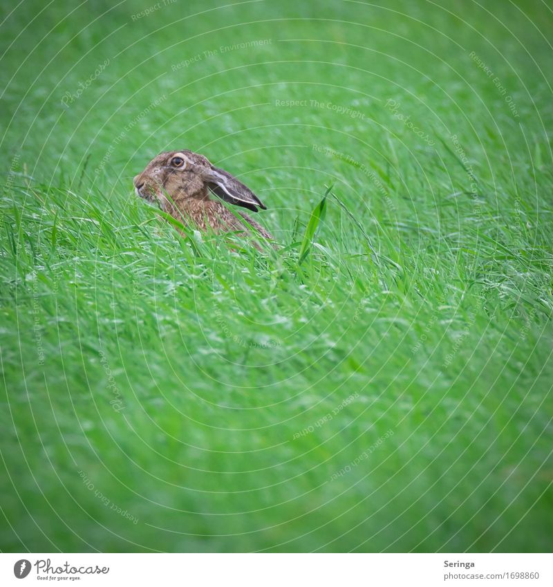 Grasshopper with long ears Nature Landscape Plant Animal Park Meadow Field Forest Animal face Pelt Claw Paw 1 To feed Feeding Crouch Hare & Rabbit & Bunny