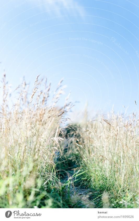 A path in the green Life Harmonious Calm Leisure and hobbies Freedom Environment Nature Plant Cloudless sky Sunlight Summer Beautiful weather Warmth Grass