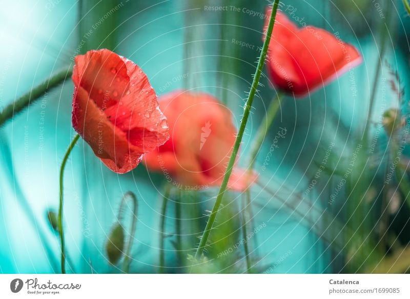 poppy Nature Plant Drops of water Bad weather Rain Flower Blossom Poppy Garden Blossoming Fragrance Growth Blue Red Turquoise Joy Design Elegant wet poppy