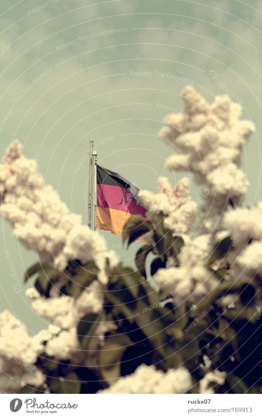 Tousled by the wind Colour photo Exterior shot Deserted Copy Space top Day Shallow depth of field Central perspective Garden Bushes Flag Yellow Red Black Pride