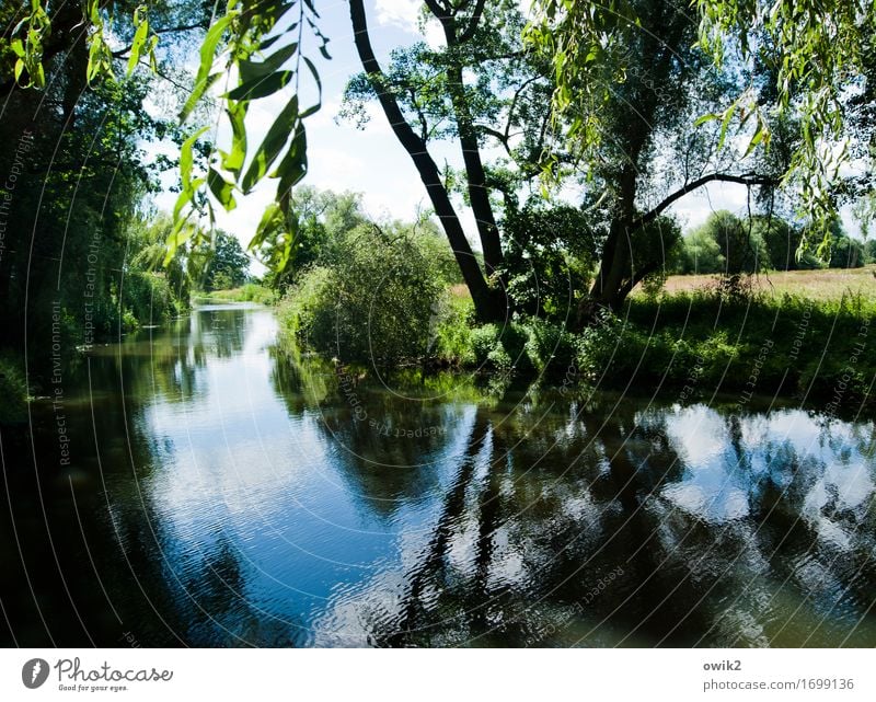 Canoe rental Environment Nature Landscape Plant Water Sky Summer Climate Beautiful weather Tree Bushes Leaf Forest River Wood Calm Idyll Spreewald Germany