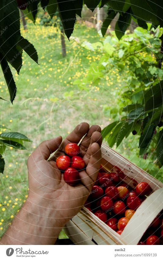 have a nibble Masculine Hand Fingers 1 Human being Environment Nature Landscape Plant Climate Beautiful weather Tree Leaf Cherry Basket Work and employment