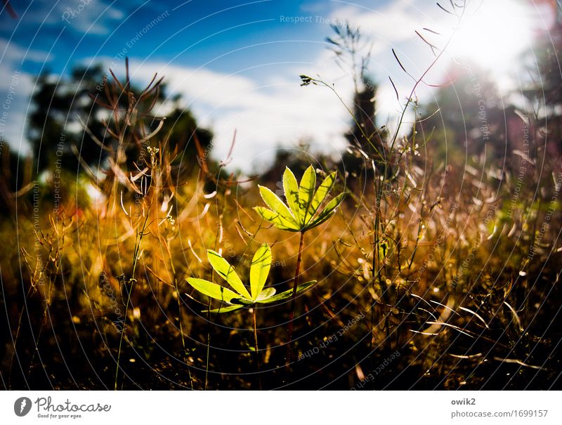 sunbathe Environment Nature Landscape Plant Sky Clouds Spring Climate Beautiful weather Bushes Leaf Agricultural crop Lupin Lupin leaf Growth Thin Healthy Near