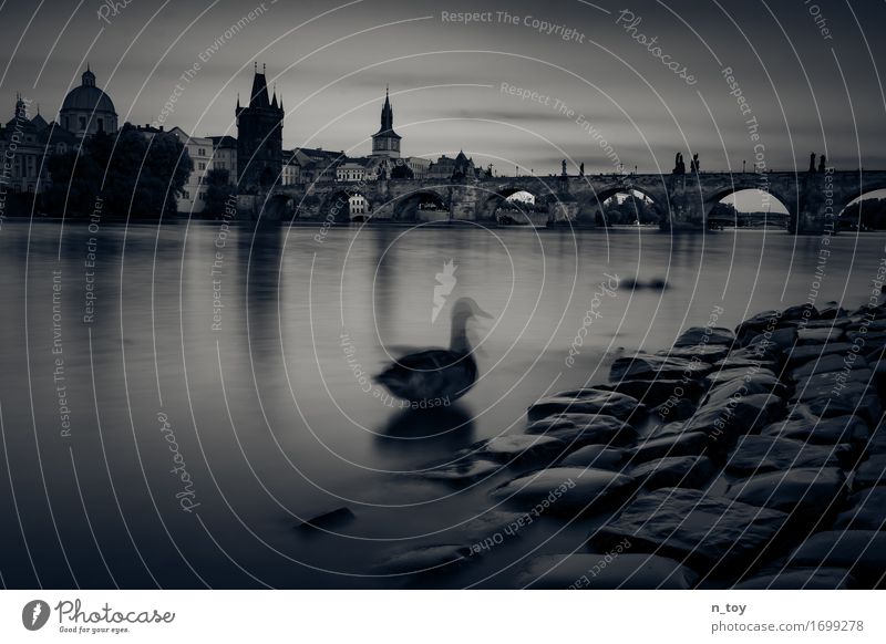 praha - mesto snu Water River The Moldau Prague Czech Republic Europe Old town Bridge Animal Duck 1 Movement Think Dark Emotions Moody Adventure Calm