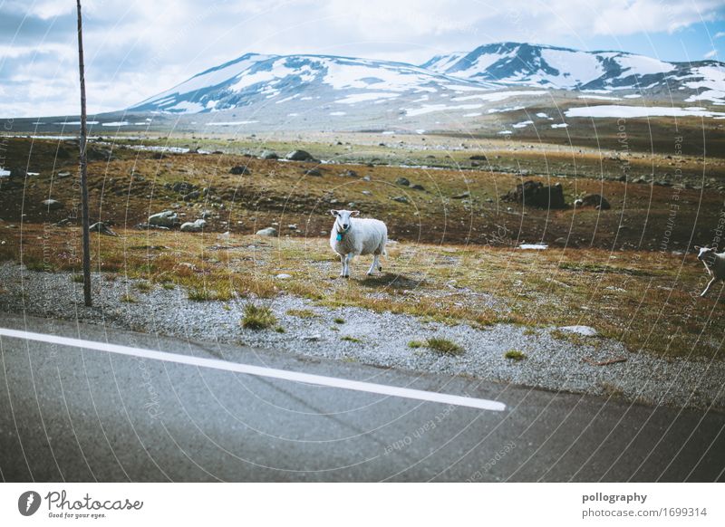 mowing Nature Landscape Earth Sky Clouds Weather Grass Mountain Peak Snowcapped peak Animal Farm animal Sheep 1 Stand Adventure Vacation & Travel Environment