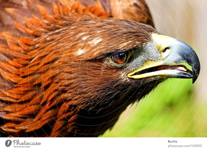 King of the skies 2 Colour photo Exterior shot Day Long shot Looking away Animal Bird 1 Exceptional Speed Beautiful Pride Calm Authentic Esthetic Uniqueness