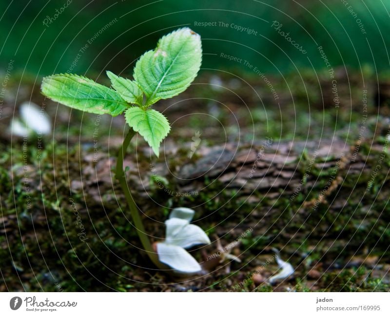 still growing Colour photo Exterior shot Close-up Deserted Copy Space right Shallow depth of field Plant Spring Tree Leaf Blossoming Faded Growth Small Natural