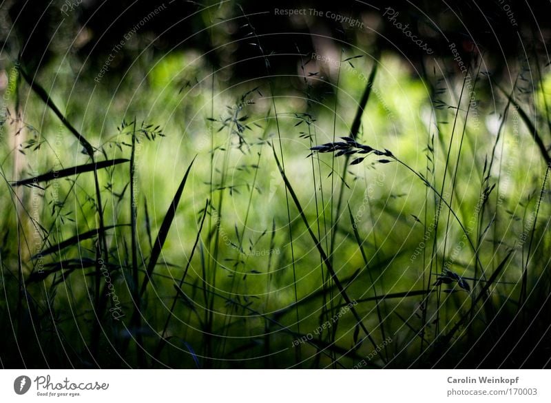 Hay fever I. Colour photo Exterior shot Structures and shapes Deserted Copy Space top Day Shadow Contrast Silhouette Light (Natural Phenomenon) Sunlight Blur