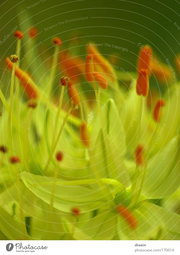 terrestial life #2 Colour photo Detail Macro (Extreme close-up) Deserted Copy Space top Shallow depth of field Environment Nature Plant Flower Blossom Exotic