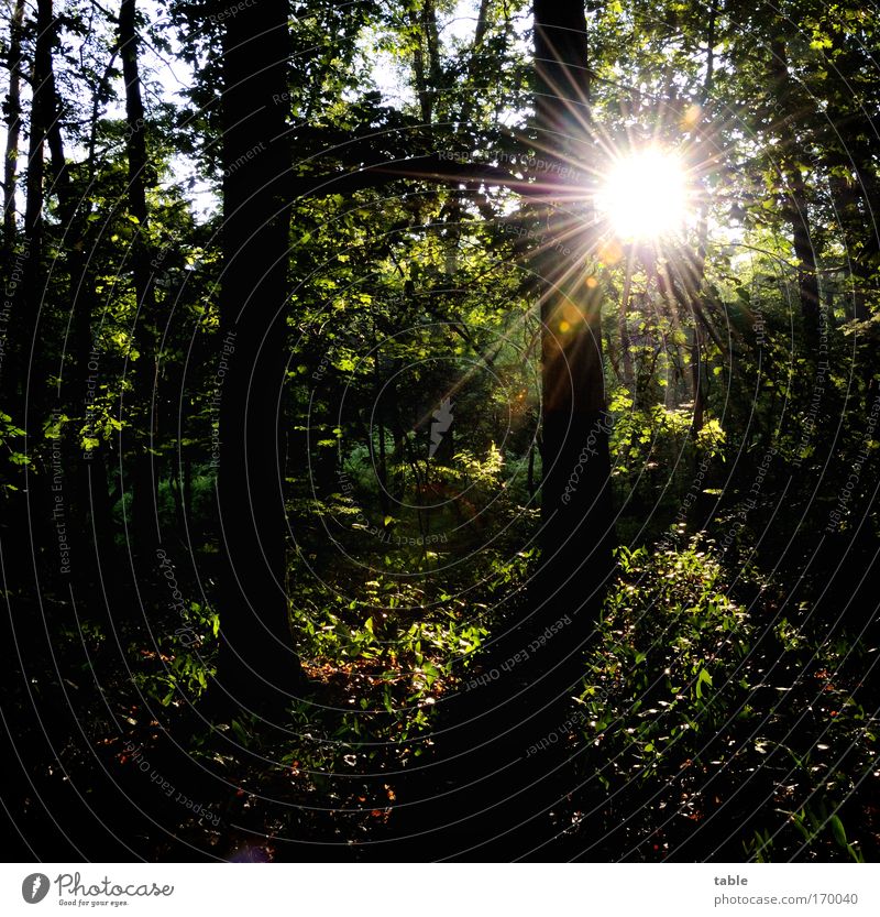 Morning hour has... Colour photo Exterior shot Deserted Light Shadow Contrast Sunbeam Sunrise Sunset Back-light Joy Harmonious Well-being Contentment Relaxation